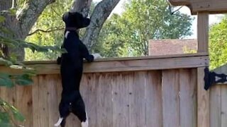 Dog has natural talent for parkour!