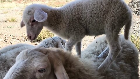 Lamby Learns Parkour - From Bench to Sheep and Back! 😂