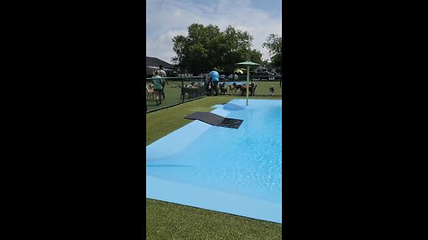 Pool day for the pups