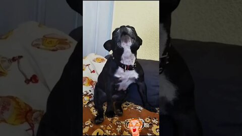 #shorts Смешные Собаки Из Тик Тока 63 Funny Dogs From Tiktok