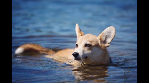 Super-Corgi swimmer! See how corgis enjoy playing in water