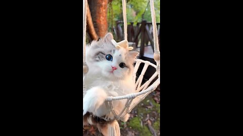 Cute princess cat video