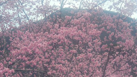 Happiness Mountain View Flower Viewing Exotic Scenic Spot