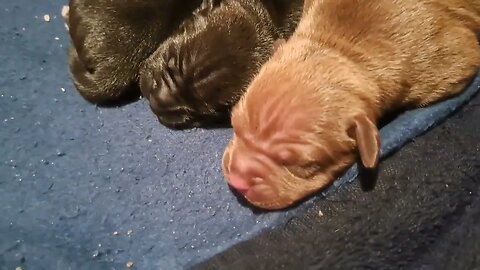 side by side OBI2023 BABY PATTERDALE TERRIERS day 4: Irish bull&terrier BSL puppies pups puppy fell