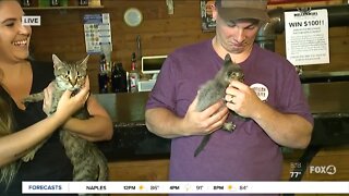 SWFL Virtual Burger Battle benefits local animal sanctuary