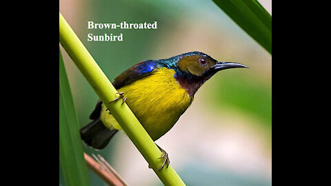 Brown-throated Sunbird bird video