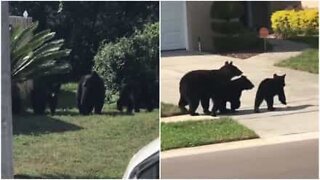 Bjørnefamilie tar en spasertur i et nabolag i Florida