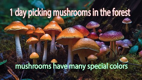 1 day picking mushrooms in the forest 7- mushrooms have many special colors - shorts