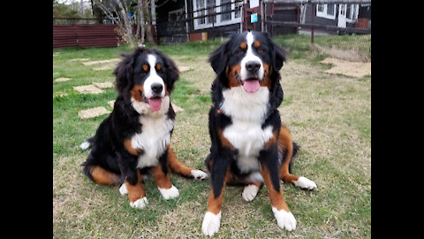 The Healing Healing Bernese Mountain Dog.BMD is famous for its cute pets.