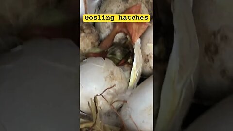 Gosling hatching in nest❤️ #pilgrimgeese #gosling