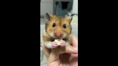 The hamster eats very sweetly!