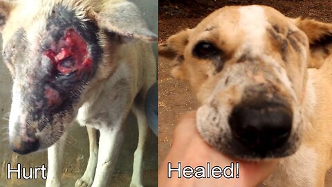 Injured rescue dog Isobel makes fast recovery at Animal Aid Unlimited, India