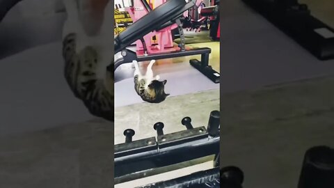 OMG Cute Cat doing excercises in the gym/ #shorts #funny #tiktok #cat