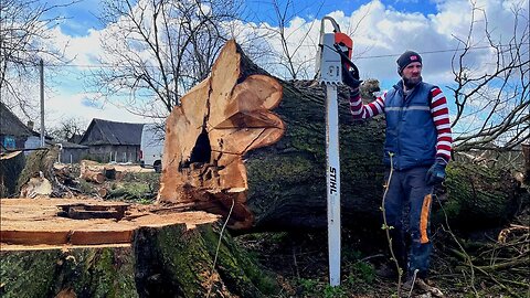 The biggest Elm we sawed