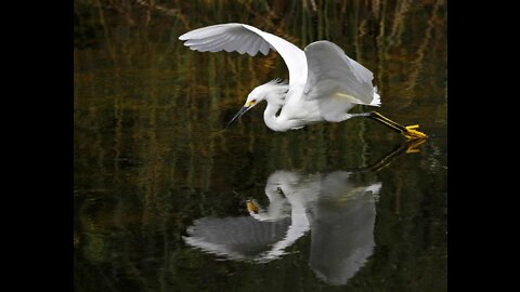 EGRET EATS MOUSE