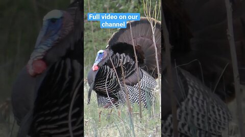 Virginia Gobbler #shortvideo #shorts shortsfeed #gobblers #turkeyhunting #wildlife #nature