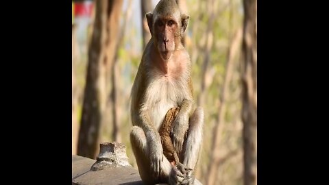 Monkey Mistakes Frog For Its Kid Then Proceed To Kidnap It While It Tries To Escape