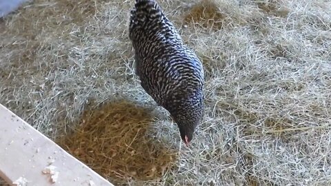 Rosie the new Hen, what name do you choose! Tim, T-Bone or Tim-Bo for this rooster? Name this hen???