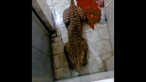 leopard attack to poor dog