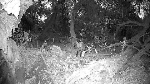 Trail Camera: Fox