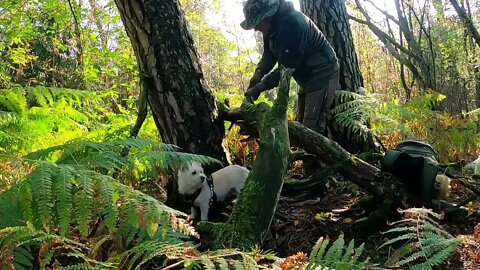 Half TIPI TARP camping | Find Kienspan | Cooking Fried potatoes | Relax with Dogs | Forest ASMR-5