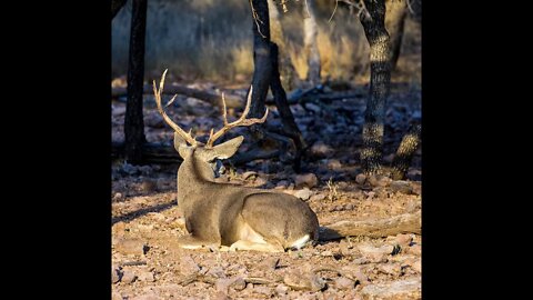 Mule Deer Resting Near House In Alamosa, Colorado