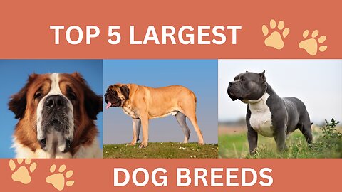 5 GIANTS OF THE DOG WORLD!