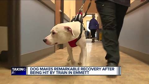 Dog makes remarkable recovery after being hit by train in Michigan