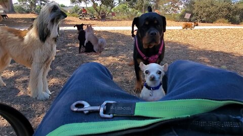 For The First Time Taking Our Chihuahua To The Dog Park