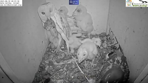 Must watch the dramatic ending Wild pigeon lays egg in active barn owl next to 7barn owl nestlings