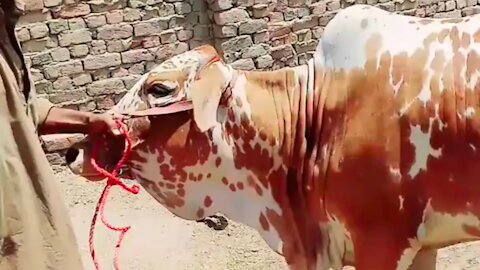 Red and white cow playing.