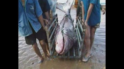 Giant Catfish Returns To Mekong River