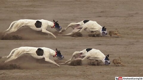 dog vs rabbit race 2022 | greyhound vs hare | hare coursing"