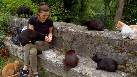 Hungry Stray Cats Love the Food Lady - Feeding Stray Cats