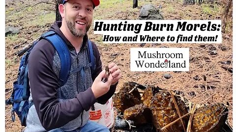 Hunting Burn Morels- How and where to find them.