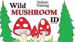 Wild Mushroom Nature Walk- November 2023