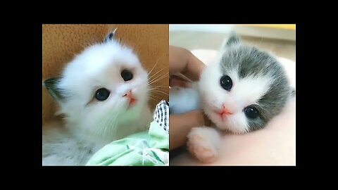 Baby Cats - Cute And Funny Cat Videos Compilation