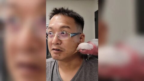 ⚠️ Hostile Cockatoo Bites guys face after warning him! #shorts