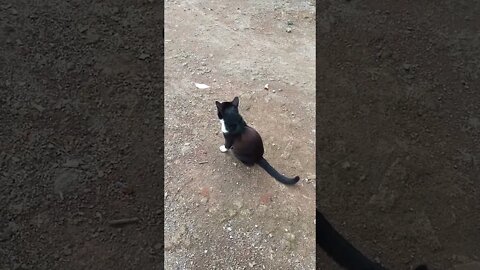 Country cat #nungguin teman#shortvideo #kucing viral di bulu merah