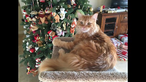 Maine Coon Cats vs Ribbon!