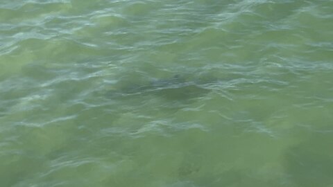 Shark at Fort De Soto March 20 2024