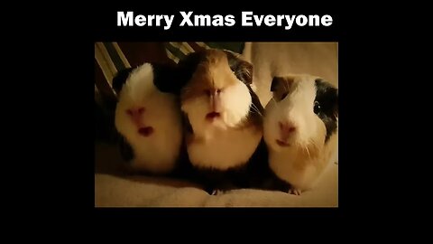 Merry Christmas from Garry and the Guinea Pigs.