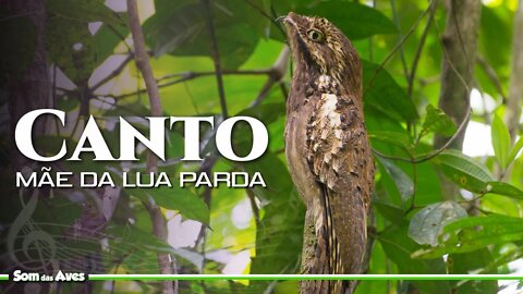 O Canto da MÃE DA LUA PARDA - Urutau Pardo (Nyctibius aethereus)