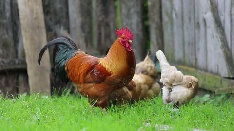 Rooster in nature - life living and nature