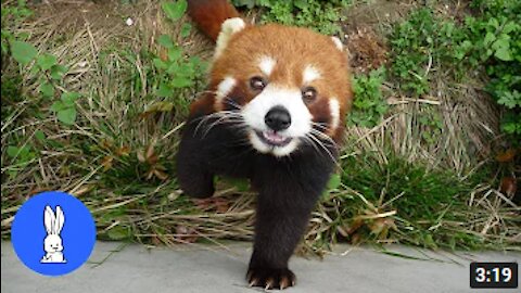 Cutest Red Panda - ADORABLE Compilation