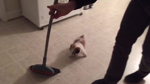 An Adorable Puppy Chases A Broom