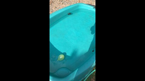 Water balloons dropped into POOL