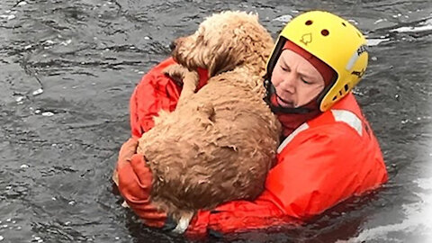 This Brave Rescuer Saved a Lot of Dog Lives