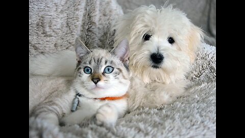 Dogs That Get Along With Cats