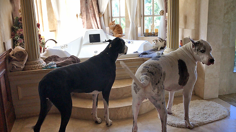 Funny Great Danes Talk to Their Cat Sibliings